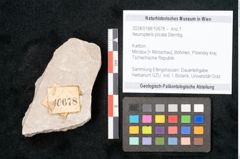 Foto (Objekt + Etikett) von Neuropteris plicata Sternbg. (NHMW-GEO-2024-0188-10678)